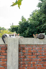 A stray cat roams freely through the nostalgic alleyways of a Taiwanese military dependents’...