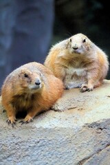 オグロプレーリードッグ	