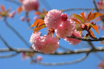 cherry blossom in spring, sakura flower on blue sky background ,California.USA.