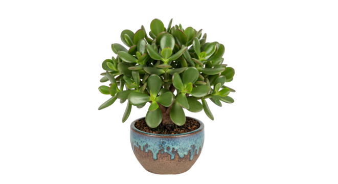 A jade plant in a two-toned pot with a glaze drip brings natural beauty indoors with charm.