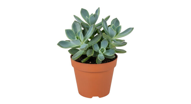 Echeveria succulent, a calming plant in a brown pot, exhibits serenity and natural beauty isolated.