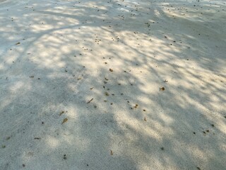 Tree shadow on a concrete background.