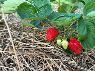 Ripening strawberries on straw mulch under vibrant green leaves—perfect for illustrating garden care, organic farming, or fruit growth stages in visual content
