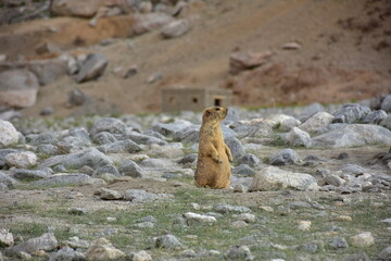 marmot