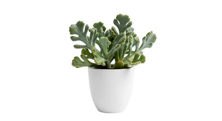 Isolated succulent plant in a white pot against a black background, evoking a sense of simplicity.