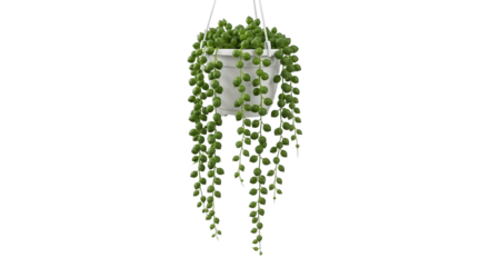 String of Pearls succulent cascades from a white pot, suspended against a stark black backdrop.