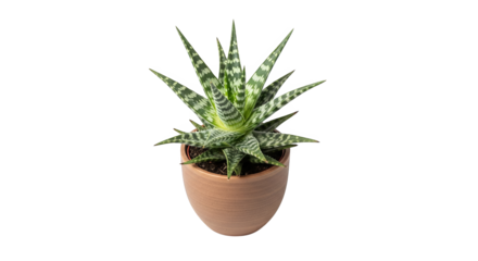 Stylized photograph showcases an aloe plant in a minimalist pot against a glitching black backdrop.