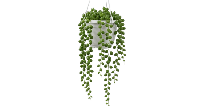 String of Pearls succulent cascades from a white pot, suspended against a stark black backdrop.