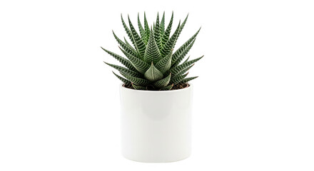 Fototapeta premium Vibrant Pilea peperomioides, a lush green indoor plant displayed in a white pot on black backdrop.