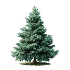 Fototapeta premium [Transparent Background PNG]Full Isolated Spruce Christmas Tree