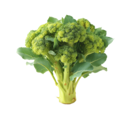 [Transparent Background PNG]Fresh Broccoli Head Close-up on White Background