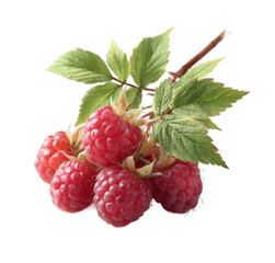 [Transparent Background PNG]Fresh Raspberries on a Branch