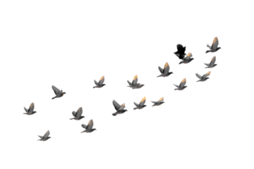[Transparent Background PNG]Flock of Birds in Flight against a White Background