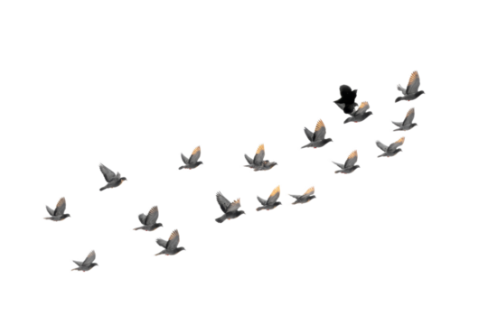 [Transparent Background PNG]Flock of Birds in Flight against a White Background