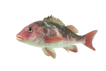 [Transparent Background PNG]Close-up Image of a Red Fish on White Background