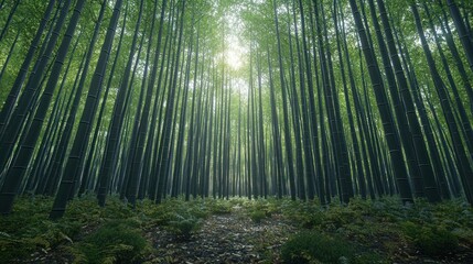 Obraz premium Tall bamboo forest, path, sunny canopy