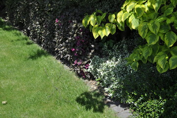 Beautiful landscaping in the garden with white flowers and green grass