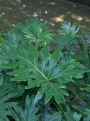 Lush tropical leaves overlapping in harmony, capturing the essence of calm and wild beauty.