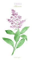 watercolor blooming branch of Syringa. watercolour painting flowering woody plant lilac