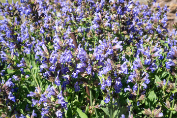 Obraz premium Sauge officinale, Salvia officinalis,