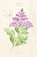 vintage card with watercolor Syringa blooming branch.  watercolour painting flowering woody plant lilac on grungy background