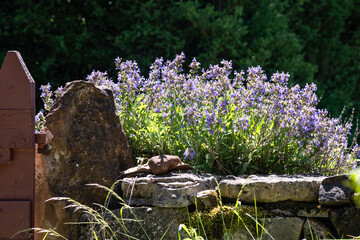 Sauge officinale, Salvia officinalis,