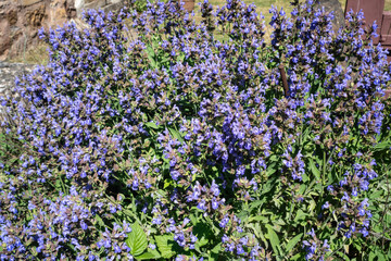 Obraz premium Sauge officinale, Salvia officinalis,