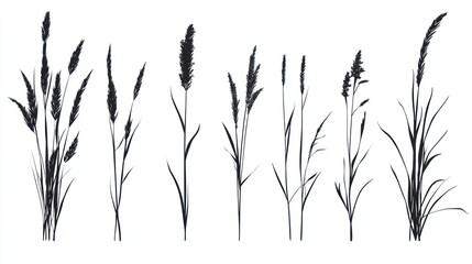 Silhouettes of various grasses against a white background