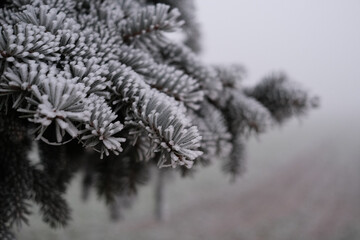 A branch of a tree covered in snow
