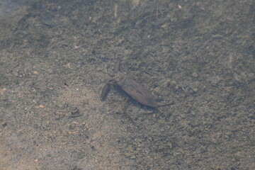 Water scorpions. Nepidae is a family of aquatic Heteropteran insects in the order Hemiptera. Its called water scorpion for their superficial resemblance to scorpions. Needle bugs or water stick insect
