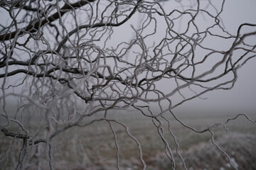 A tree branch covered in frosty white hair