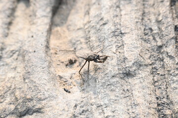Water scorpions. Nepidae is a family of aquatic Heteropteran insects in the order Hemiptera....