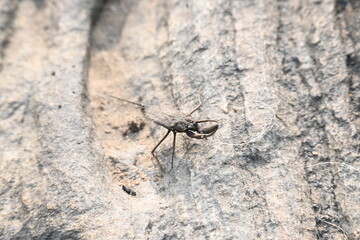 Water scorpions. Nepidae is a family of aquatic Heteropteran insects in the order Hemiptera. Its called water scorpion for their superficial resemblance to scorpions. Needle bugs or water stick insect