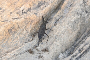 Water scorpions. Nepidae is a family of aquatic Heteropteran insects in the order Hemiptera. Its called water scorpion for their superficial resemblance to scorpions. Needle bugs or water stick insect