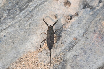 Water scorpions. Nepidae is a family of aquatic Heteropteran insects in the order Hemiptera....