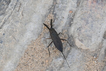 Water scorpions. Nepidae is a family of aquatic Heteropteran insects in the order Hemiptera. Its called water scorpion for their superficial resemblance to scorpions. Needle bugs or water stick insect