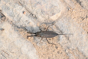 Water scorpions. Nepidae is a family of aquatic Heteropteran insects in the order Hemiptera. Its called water scorpion for their superficial resemblance to scorpions. Needle bugs or water stick insect