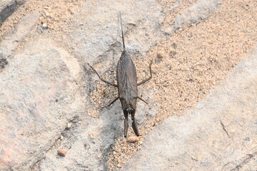Water scorpions. Nepidae is a family of aquatic Heteropteran insects in the order Hemiptera. Its called water scorpion for their superficial resemblance to scorpions. Needle bugs or water stick insect