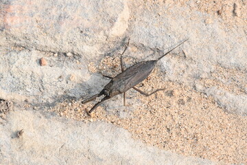 Water scorpions. Nepidae is a family of aquatic Heteropteran insects in the order Hemiptera. Its called water scorpion for their superficial resemblance to scorpions. Needle bugs or water stick insect