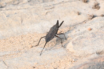 Water scorpions. Nepidae is a family of aquatic Heteropteran insects in the order Hemiptera. Its called water scorpion for their superficial resemblance to scorpions. Needle bugs or water stick insect