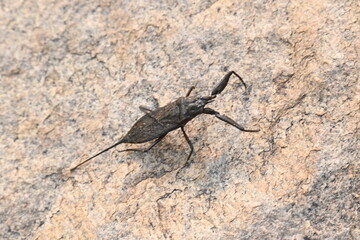 Water scorpions. Nepidae is a family of aquatic Heteropteran insects in the order Hemiptera. Its called water scorpion for their superficial resemblance to scorpions. Needle bugs or water stick insect