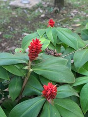 Red Button Ginger (Costus woodsonii) glows with fiery blooms among lush greens—an iconic symbol of tropical charm and botanical grace.