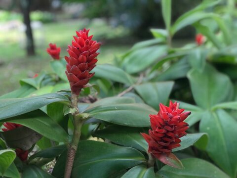 Red Button Ginger (Costus woodsonii) glows with fiery blooms among lush greens&mdash;an iconic symbol of tropical charm and botanical grace.