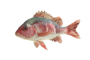 [Transparent Background PNG]Fresh Red Snapper Fish Close Up