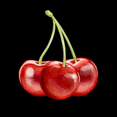 cherry illustration