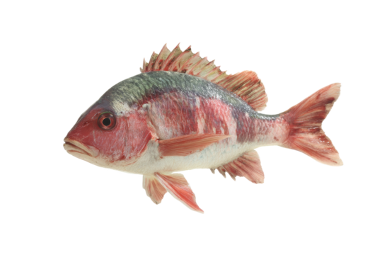 [Transparent Background PNG]Fresh Red Snapper Fish Close Up