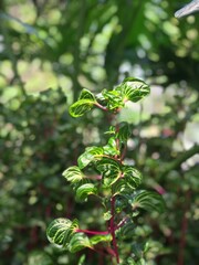 Glossy green leaves intertwined with crimson stems, forming a vibrant tapestry of nature’s detail, strength, and botanical rhythm.