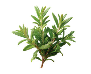 Fototapeta premium [Transparent Background PNG]Fresh Rosemary Sprig Close-up