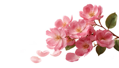 [Transparent Background PNG]Beautiful Pink Flowers and Petals Arrangement