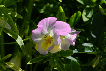 Flor pensamiento